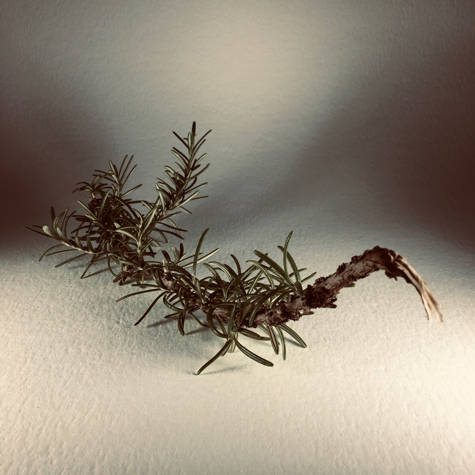 Blue Rosemary Eau de Parfum